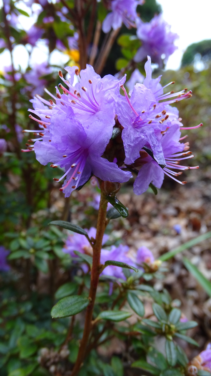 R. nivale ssp. boreale
